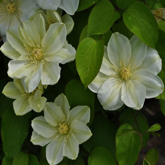 Клематис гибридный Гернси Крим